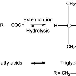 re esterified triglycerides.